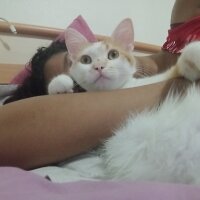 Sarman, Kedi  Sansa fotoğrafı