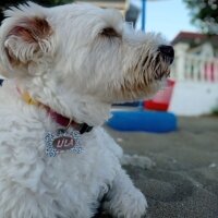 Maltese, Köpek  Lila fotoğrafı