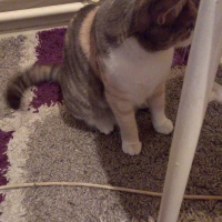 Tekir Kedi, Kedi  Zuzu fotoğrafı
