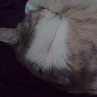 Tekir Kedi, Kedi  Zuzu fotoğrafı