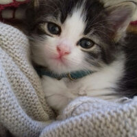 Norwegian Forest, Kedi  Bambina fotoğrafı