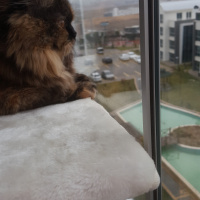 İran Kedisi (Persian), Kedi  TAIGA fotoğrafı