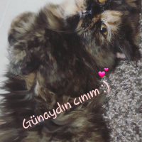 İran Kedisi (Persian), Kedi  TAIGA fotoğrafı