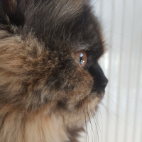 İran Kedisi (Persian), Kedi  TAIGA fotoğrafı