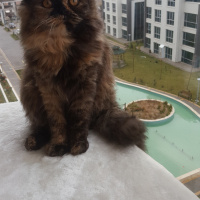 İran Kedisi (Persian), Kedi  TAIGA fotoğrafı