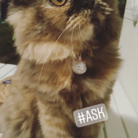 İran Kedisi (Persian), Kedi  TAIGA fotoğrafı