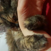 İran Kedisi (Persian), Kedi  TAIGA fotoğrafı