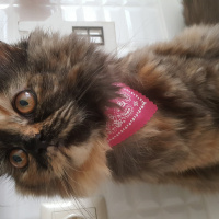 İran Kedisi (Persian), Kedi  TAIGA fotoğrafı