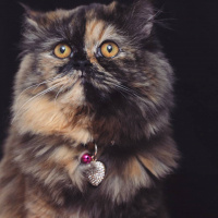 İran Kedisi (Persian), Kedi  TAIGA fotoğrafı