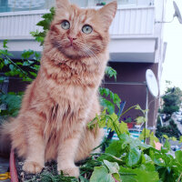 Chinchilla, Kedi  Badem fotoğrafı