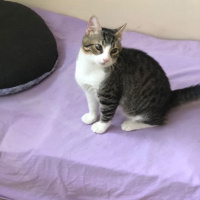 Tekir Kedi, Kedi  MİNNAK  fotoğrafı