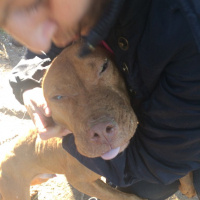 Amerikan Pitbull Terrier, Köpek  Cano fotoğrafı