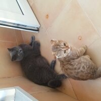 Scottish Fold, Kedi  Bella fotoğrafı