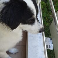 Border Collie, Köpek  Zeytin fotoğrafı