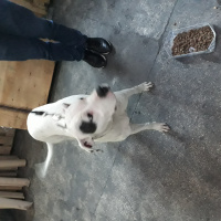 Dogo Arjantin, Köpek  candy fotoğrafı