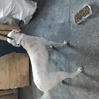 Dogo Arjantin, Köpek  candy fotoğrafı