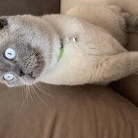 Scottish Fold, Kedi  Leo fotoğrafı