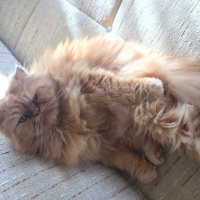 Chinchilla, Kedi  Behlül fotoğrafı
