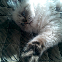 Chinchilla, Kedi  Puffy fotoğrafı