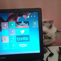 Chinchilla, Kedi  Puffy fotoğrafı