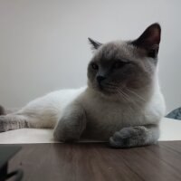 British Shorthair, Kedi  Mars fotoğrafı