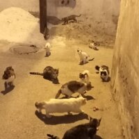 Norwegian Forest, Kedi  Gümüş fotoğrafı