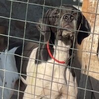 Pointer, Köpek  Olivia fotoğrafı