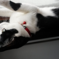 Tuxedo (Smokin) Kedi, Kedi  BONCUK fotoğrafı