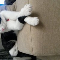 Tuxedo (Smokin) Kedi, Kedi  BONCUK fotoğrafı