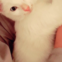 Tekir Kedi, Kedi  Miskin fotoğrafı