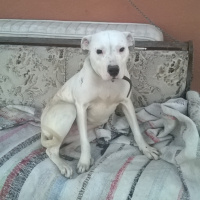 Dogo Arjantin, Köpek  Pamuk fotoğrafı