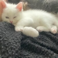 British Shorthair, Kedi  Pamuk fotoğrafı