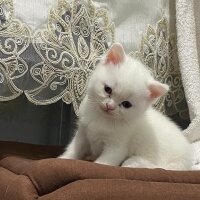 British Shorthair, Kedi  Pamuk fotoğrafı