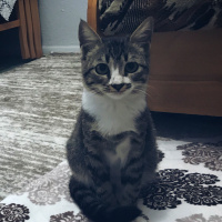 Tekir Kedi, Kedi  Boncuk fotoğrafı