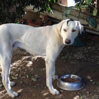 Akbaş, Köpek  Akbaş fotoğrafı