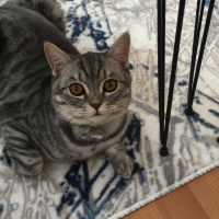 British Shorthair, Kedi  Duman fotoğrafı