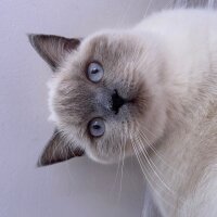 British Shorthair, Kedi  Mia fotoğrafı