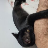 Bombay, Kedi  Badem fotoğrafı