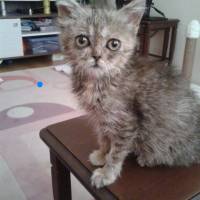 Scottish Fold, Kedi  Lokum fotoğrafı