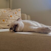 Scottish Fold, Kedi  Dobby fotoğrafı