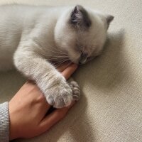 Scottish Fold, Kedi  Dobby fotoğrafı