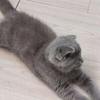 Scottish Fold, Kedi  Ciro fotoğrafı