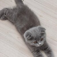 Scottish Fold, Kedi  Ciro fotoğrafı