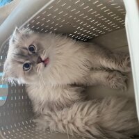 Scottish Fold, Kedi  Heyz fotoğrafı