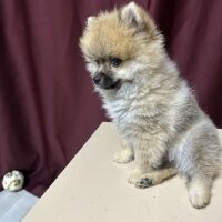 Pomeranyalı, Köpek  darla fotoğrafı