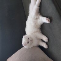 British Longhair, Kedi  Saffet fotoğrafı