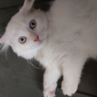 British Longhair, Kedi  Saffet fotoğrafı