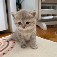 British Longhair, Kedi  İsimsiz fotoğrafı