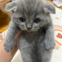 British Longhair, Kedi  İsimsiz fotoğrafı