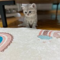 British Longhair, Kedi  İsimsiz fotoğrafı